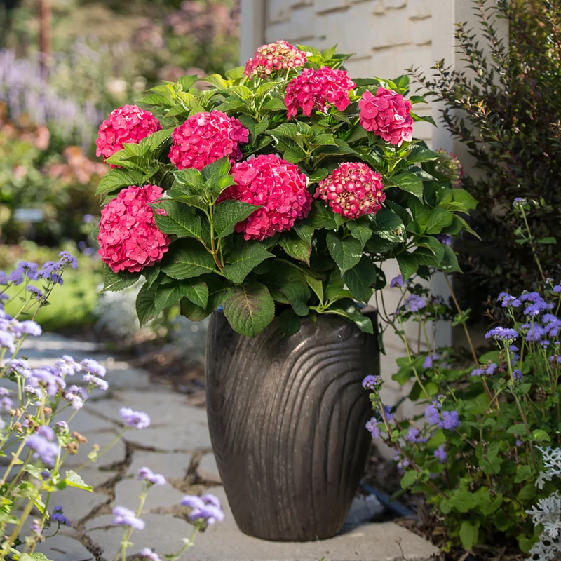 Bauernhortensie Endless Summer® 'Summer Love'
