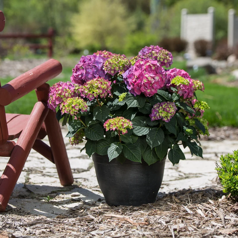 Bauernhortensie Endless Summer® 'Summer Love'