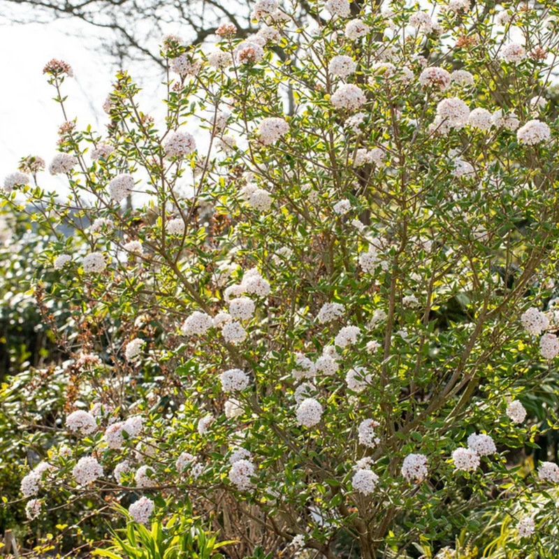 Osterschneeball 'Anne Russell'