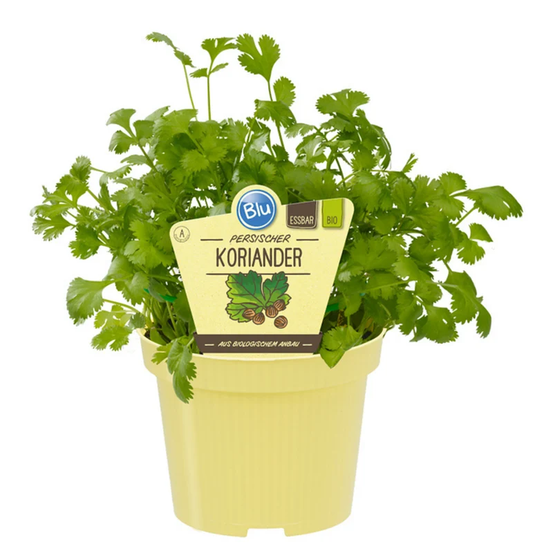 Bio persischer Koriander