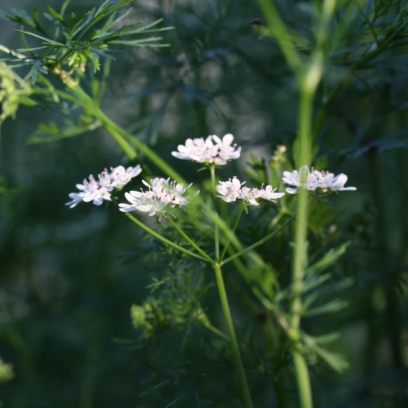 Bio persischer Koriander