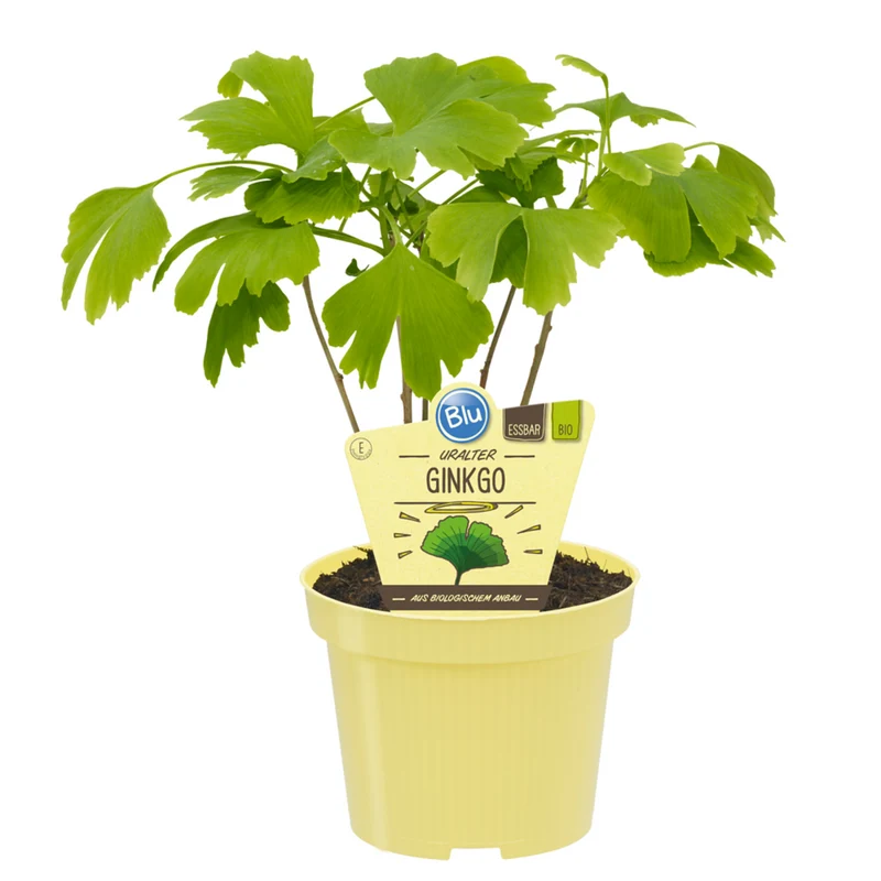 Bio Ginkgo