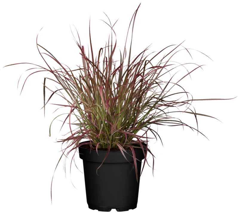 Rotes Lampenputzergras 'Fireworks' 3 Pflanzen