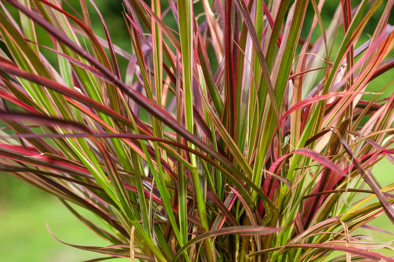 Rotes Lampenputzergras 'Fireworks' 3 Pflanzen