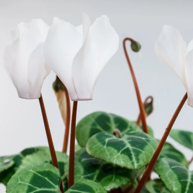 Alpenveilchen 'Winfall Outdoor'