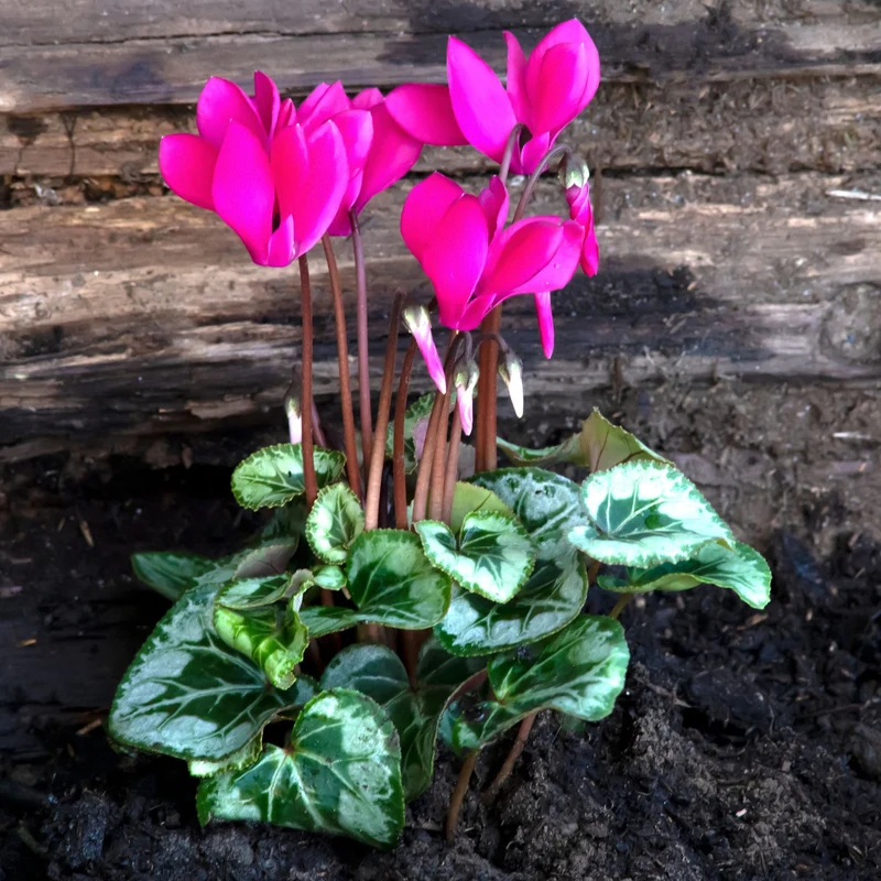 Alpenveilchen 'Winfall Outdoor'
