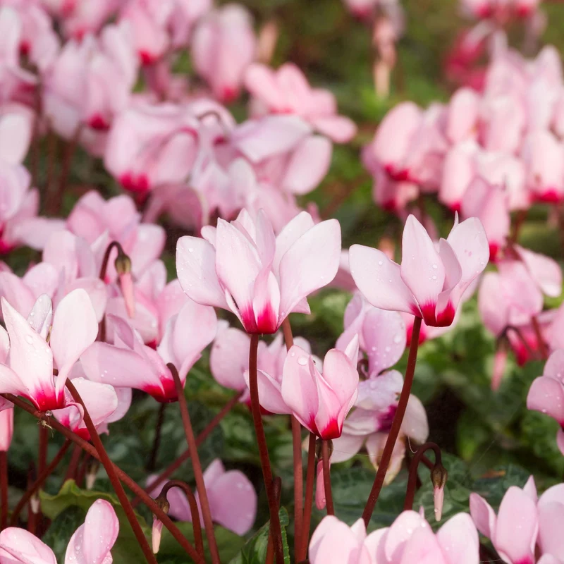Alpenveilchen 'Winfall Outdoor'