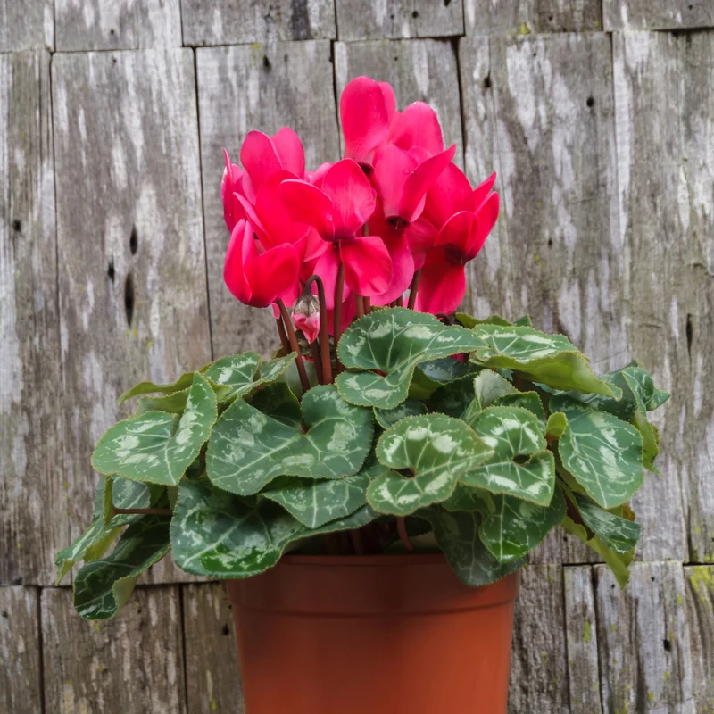 Alpenveilchen 'Winfall Outdoor'