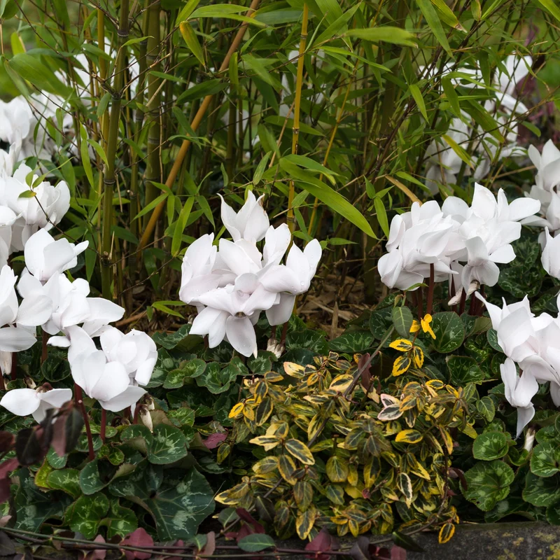 Alpenveilchen 'Winfall Outdoor'
