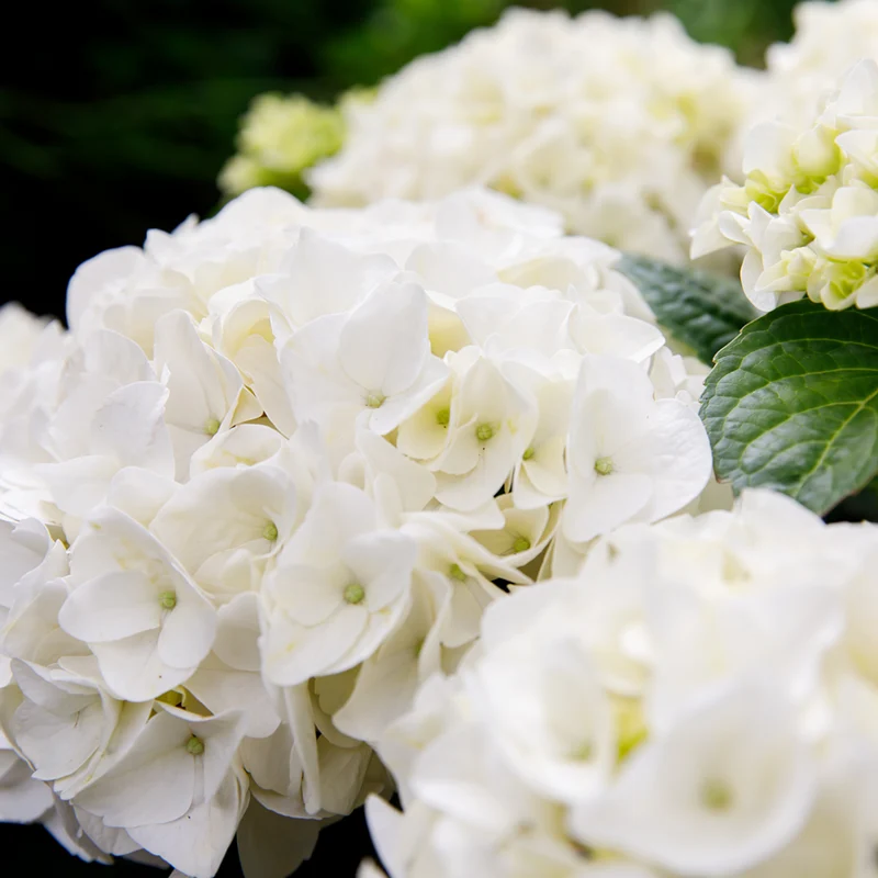 Bauernhortensie 'Forever & Ever®'