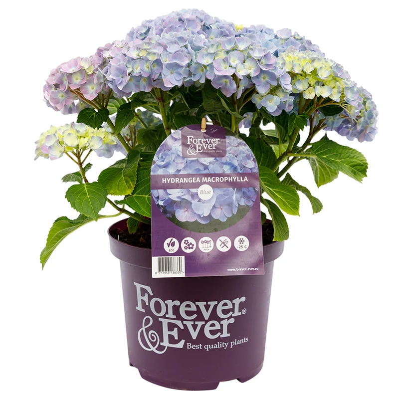 Bauernhortensie 'Forever & Ever®'
