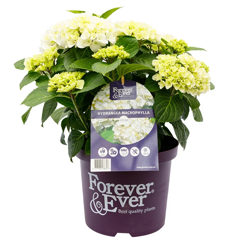 Bauernhortensie 'Forever & Ever®'