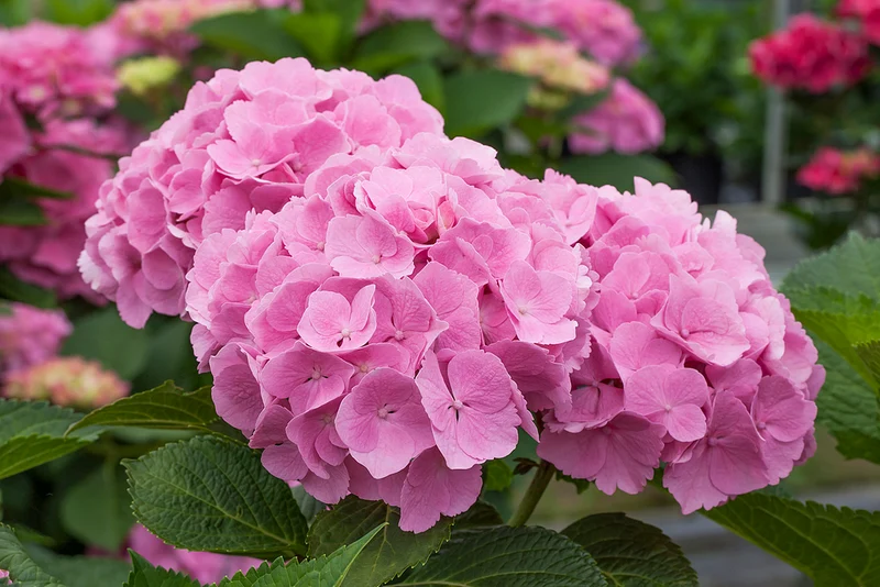 Bauernhortensie 'Forever & Ever®'