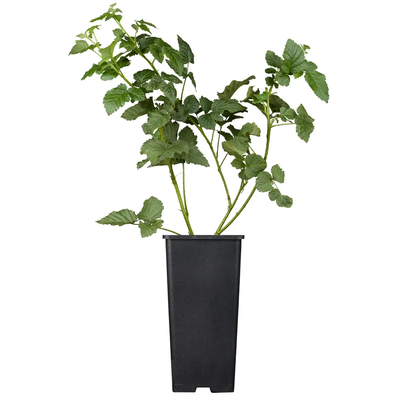 Bio Taybeere 'Tayberry'