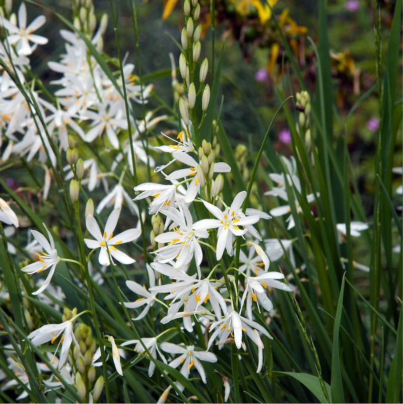 Graslilie 'Starlight'