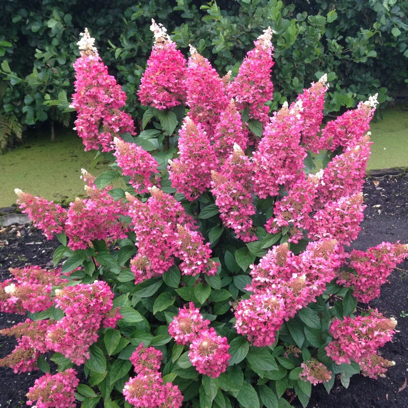Rispenhortensie 'Pinky Winky®'