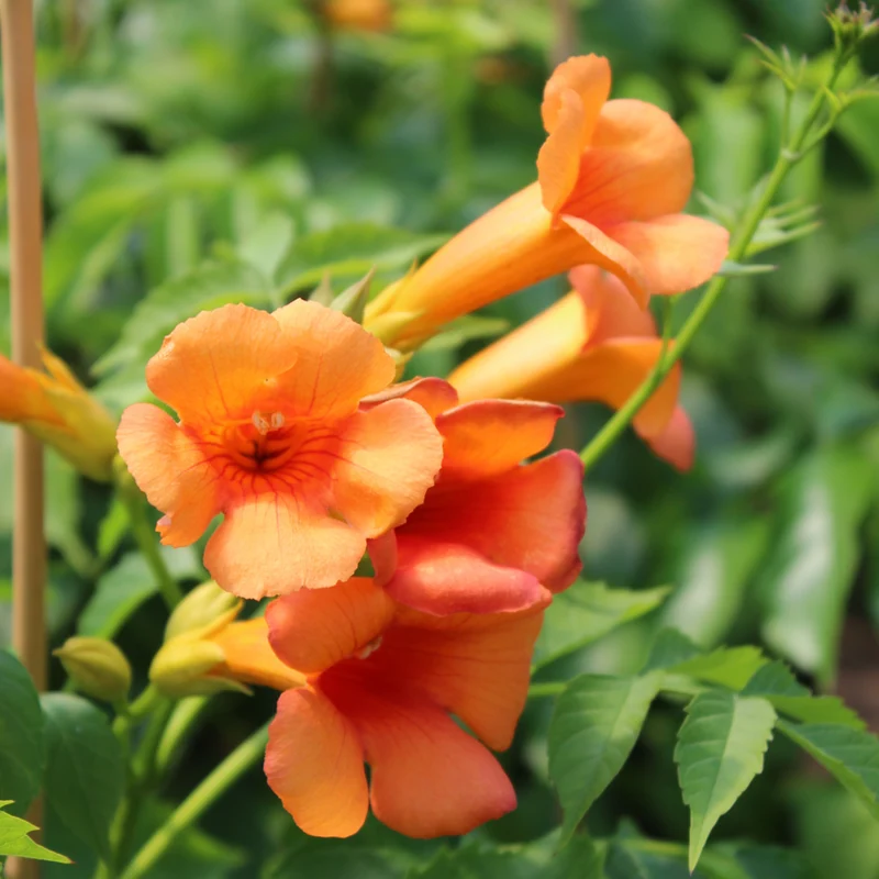 Klettertrompete 'Golden Trumpet®'