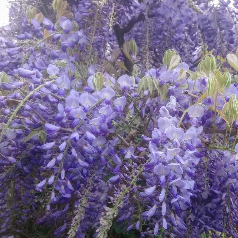 Blauregen 'Prolific'