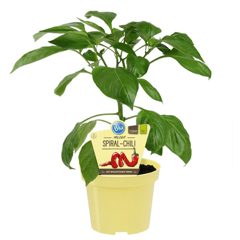 Bio Chili 'Milder Spiral'