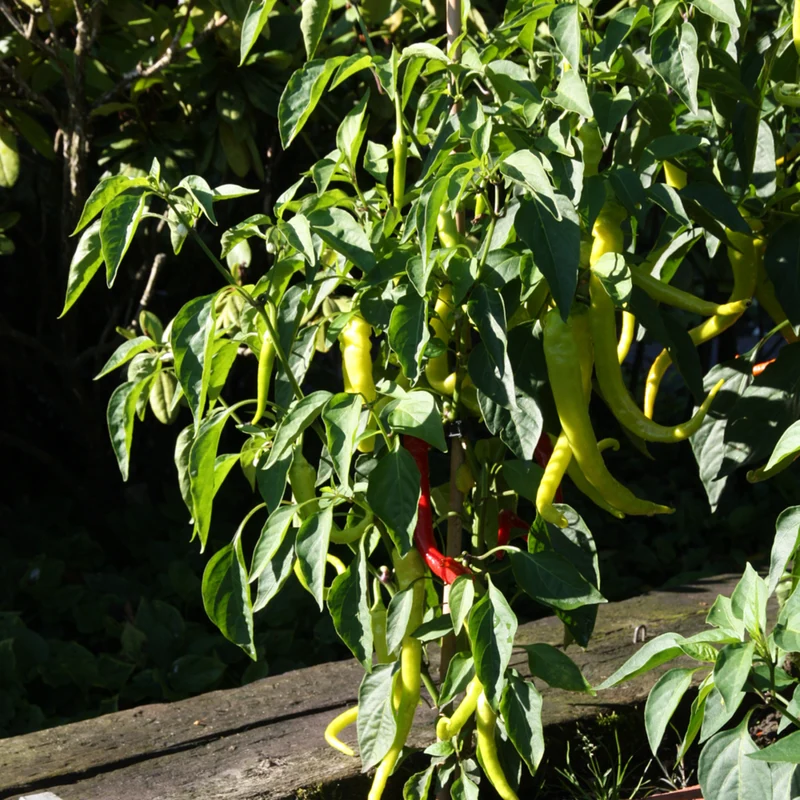 Bio Chili 'Milder Spiral'