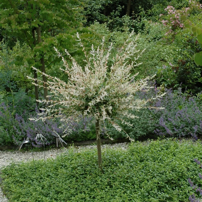 Harlekinweide 'Hakuro Nishiki' Stämmchen