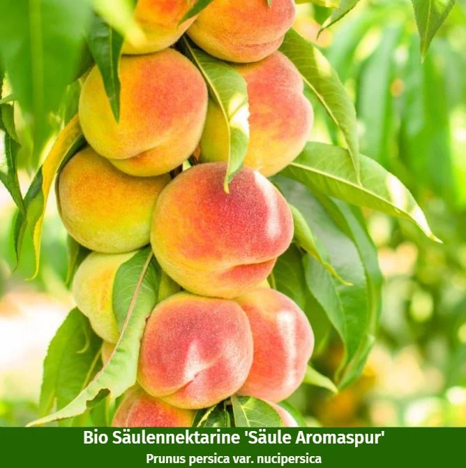 Bio-Säulenobst Nektarine & Pflaume, 2 Pflanzen