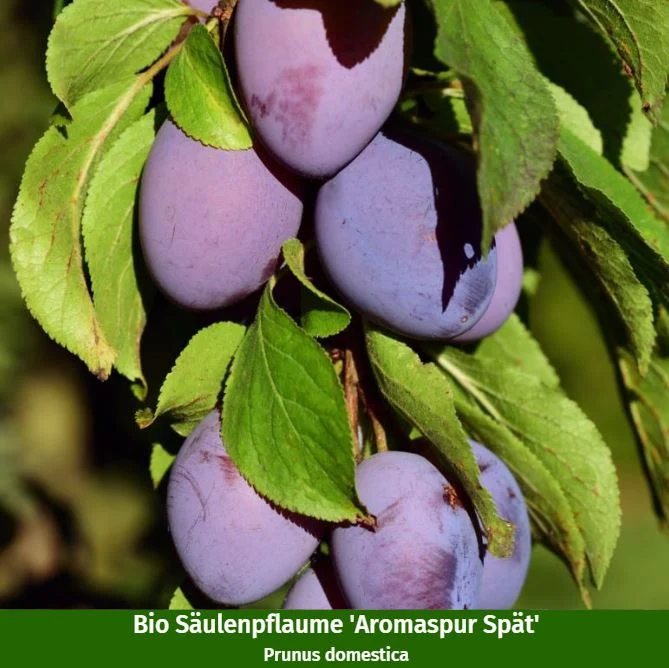 Bio-Säulenobst Nektarine & Pflaume, 2 Pflanzen