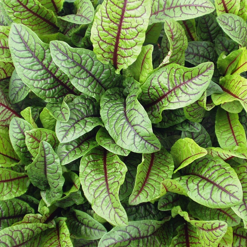 Bio Sauerampferblättrig