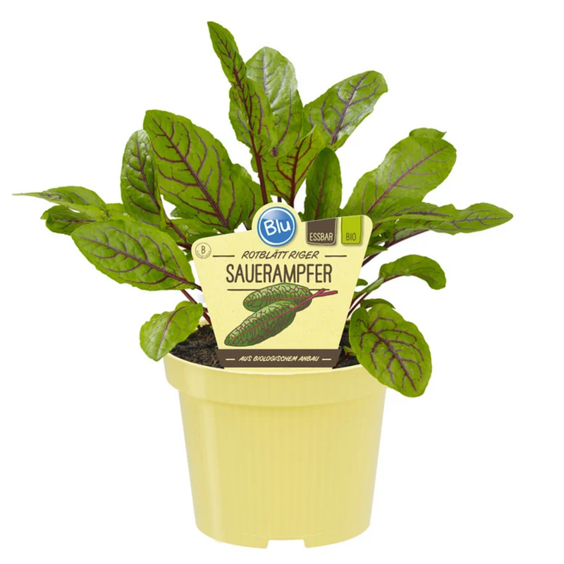 Bio Sauerampferblättrig