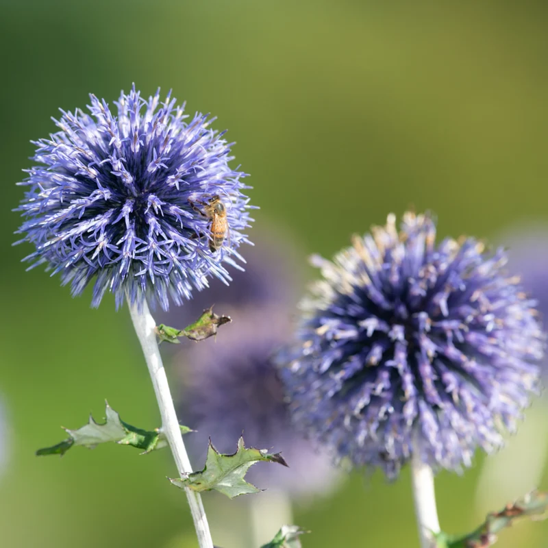 Zierdistel
