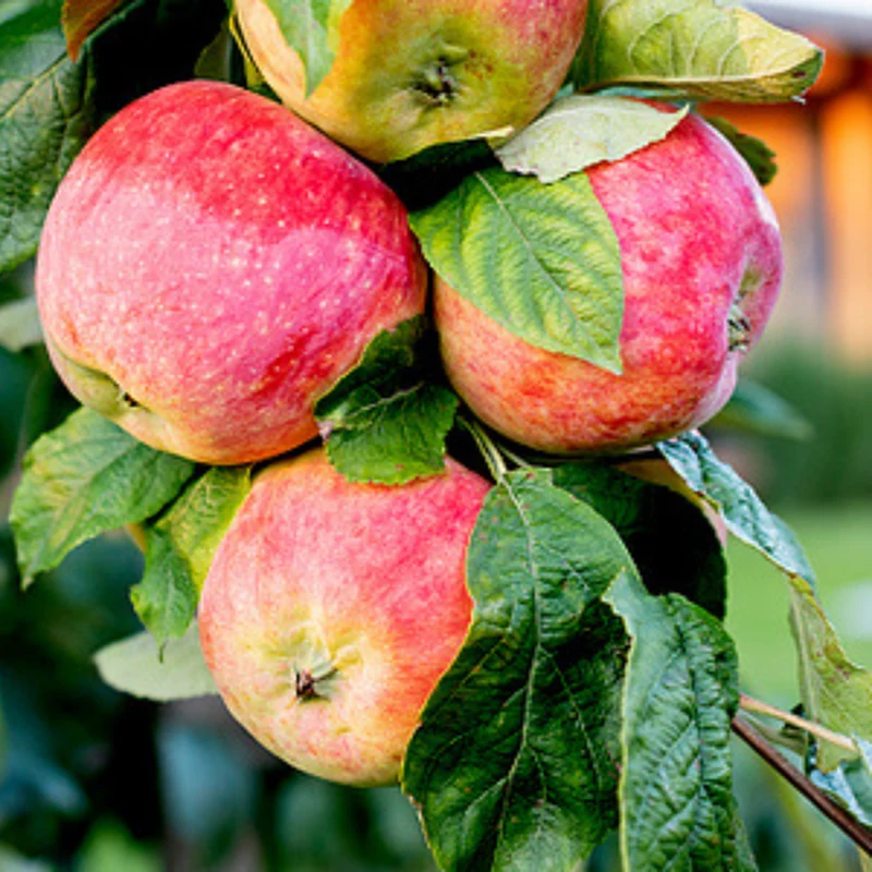 Bio Sommerapfel 'Retina®'