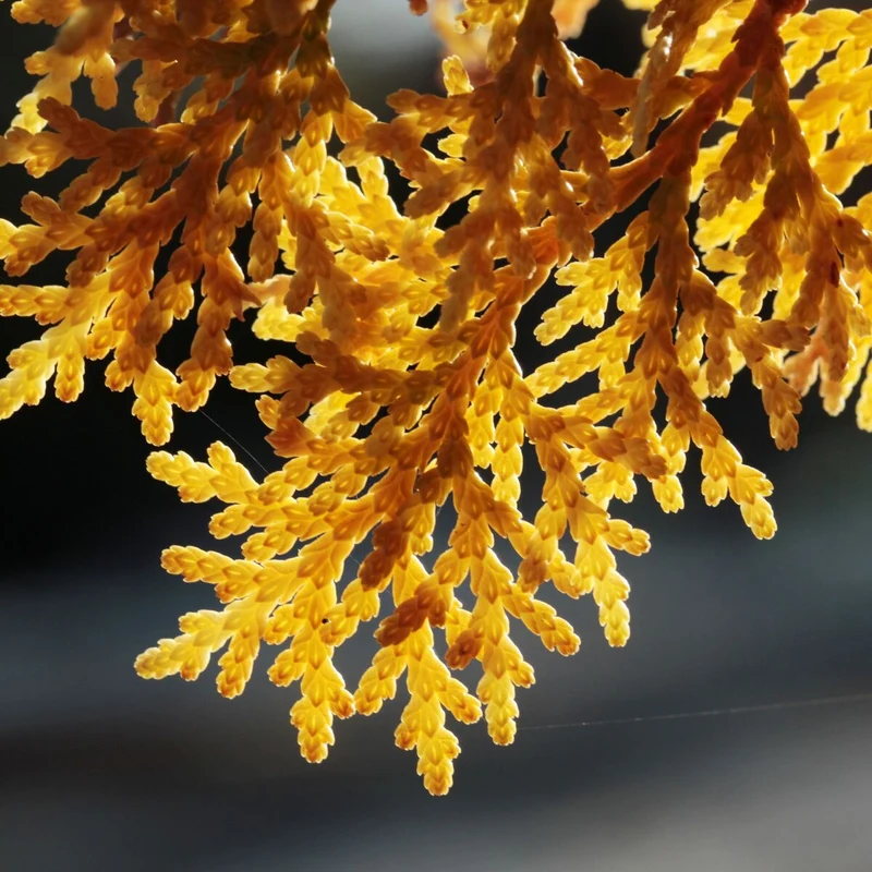 Gold-Lebensbaum 'Rheingold'