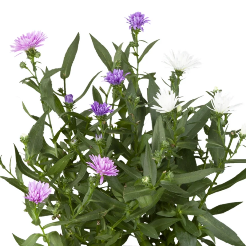 Glattblatt-Aster, Trio