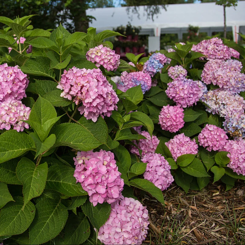Bauernhortensie Endless Summer® 'The Original'