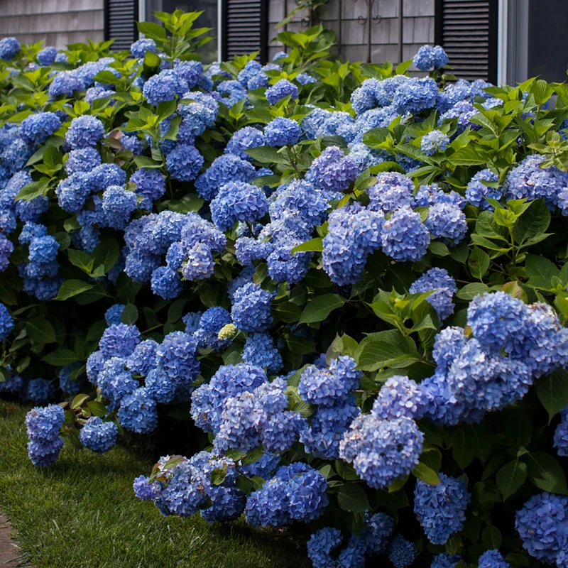 Bauernhortensie Endless Summer® 'The Original'