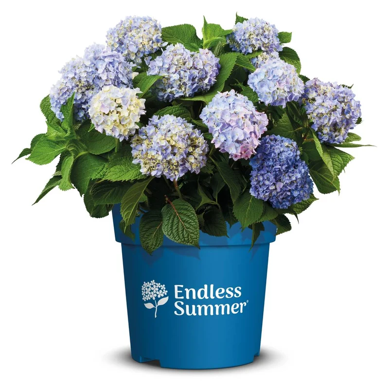 Bauernhortensie Endless Summer® 'The Original'