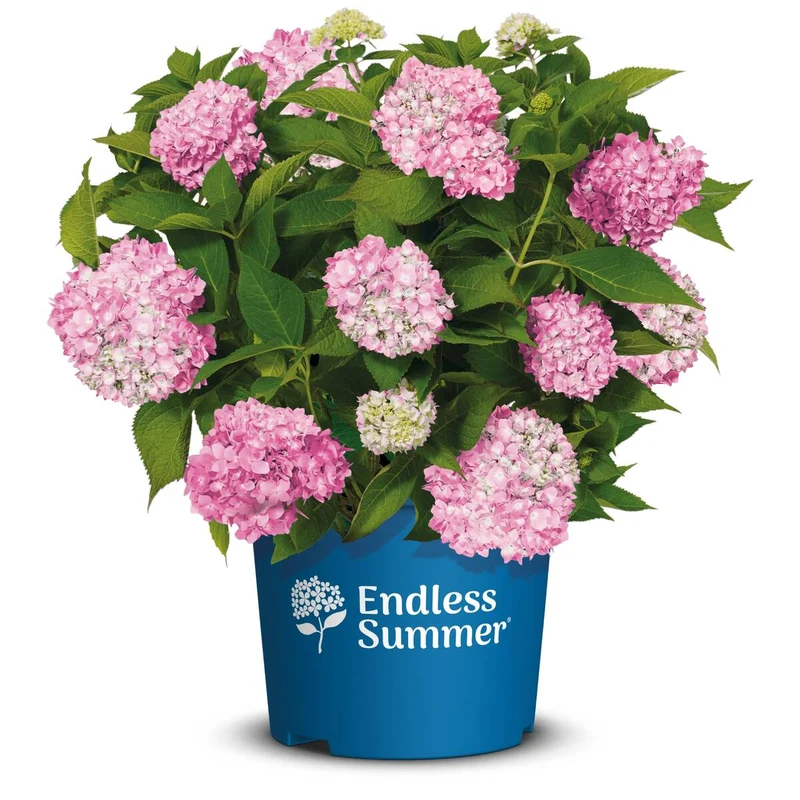 Bauernhortensie Endless Summer® 'The Original'