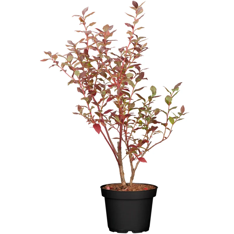 Bio Heidelbeere 'Bluecrop'