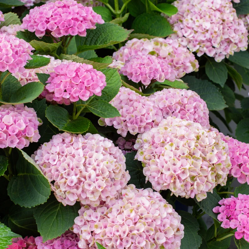 Bauernhortensie 'Magical Four Seasons Jewel®'