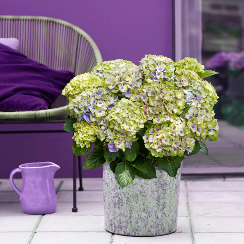 Bauernhortensie 'Magical Four Seasons Jewel®'