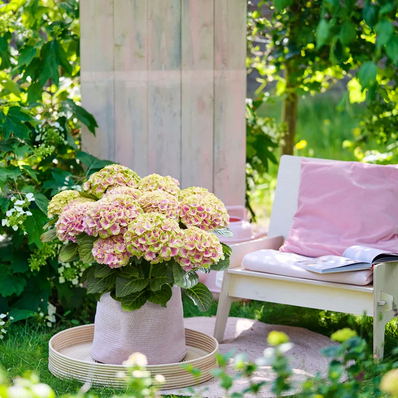 Bauernhortensie 'Magical Four Seasons Jewel®'