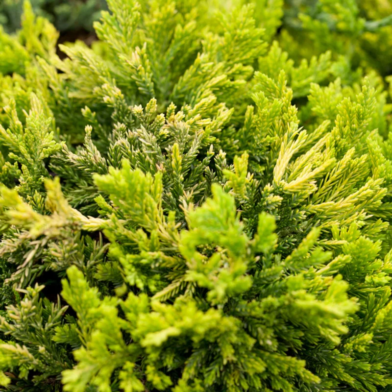 Goldener Teppichwacholder 'Golden Carpet'