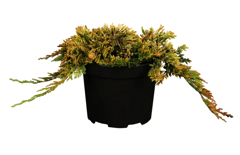 Goldener Teppichwacholder 'Golden Carpet'