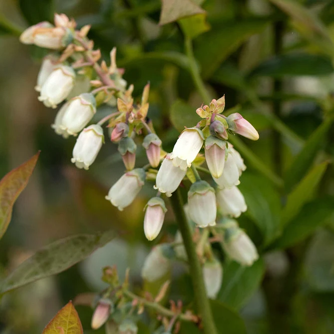 Bio Heidelbeere 'Brigitta'