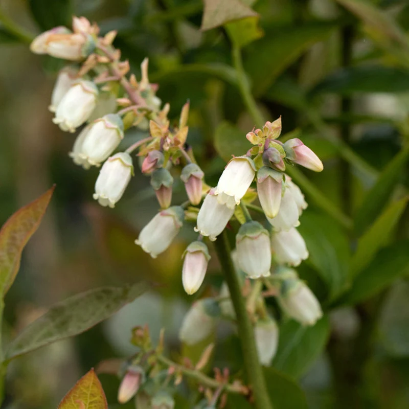 Bio Heidelbeere 'Brigitta'