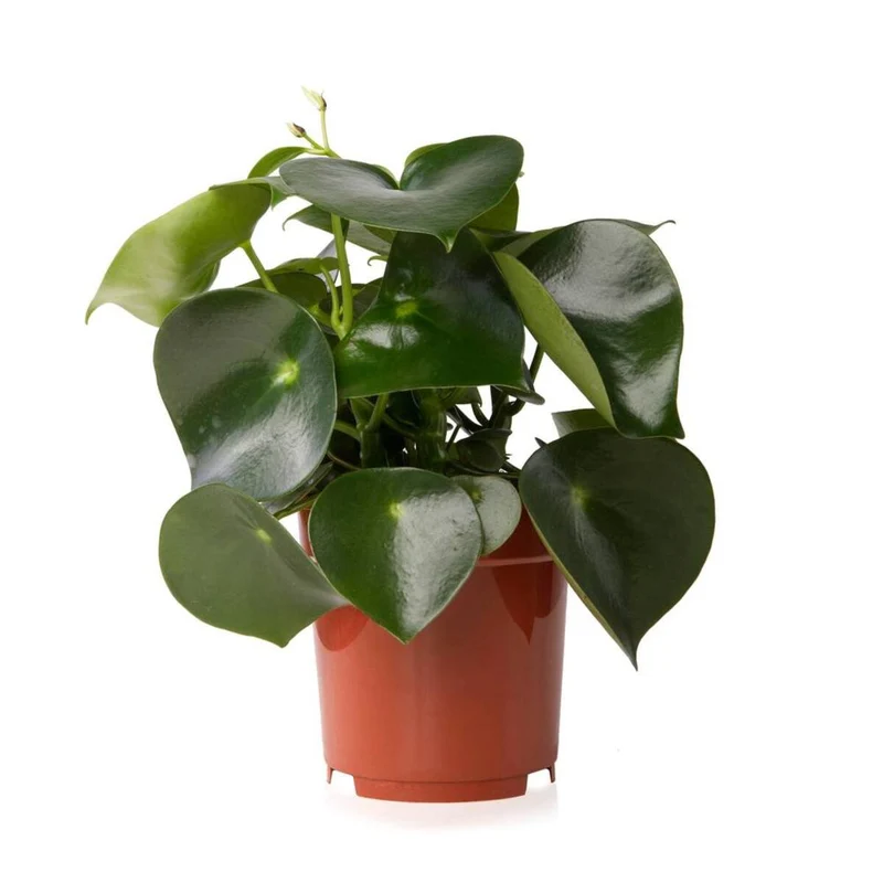 Zierpfeffer 'Raindrop'