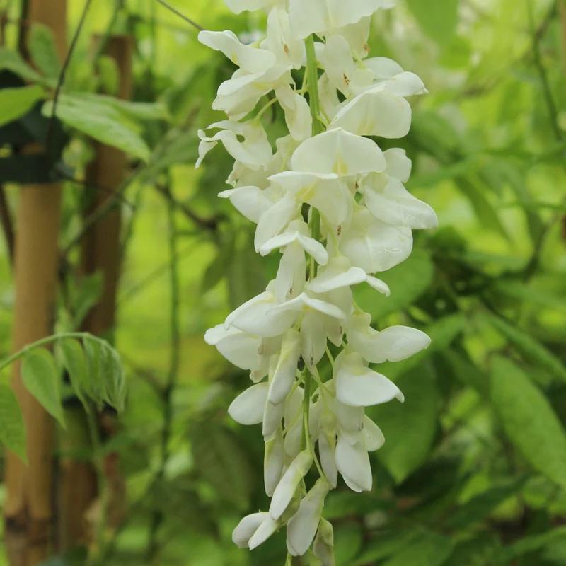 Chinesischer Blauregen 'Alba'