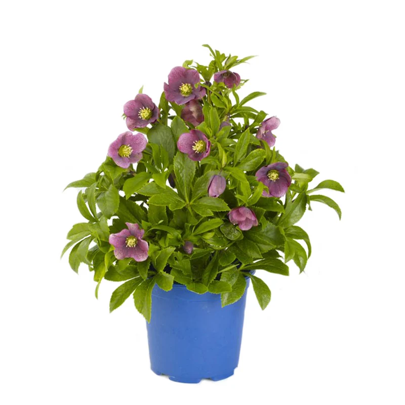 Lenzrose 'Victoria'