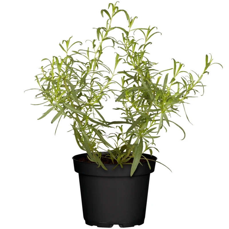 Estragon