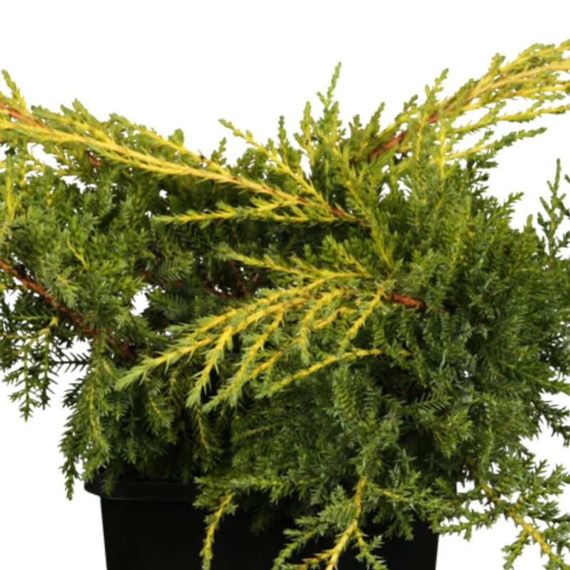 Chinesischer Wacholder 'Goldstar'
